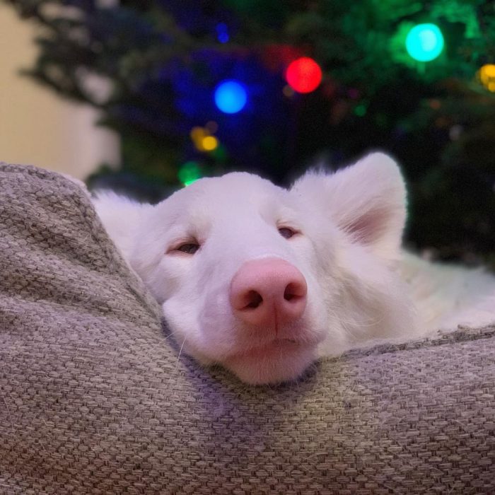 הכלב אוגוסט