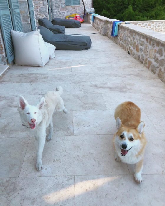 הכלב אוגוסט