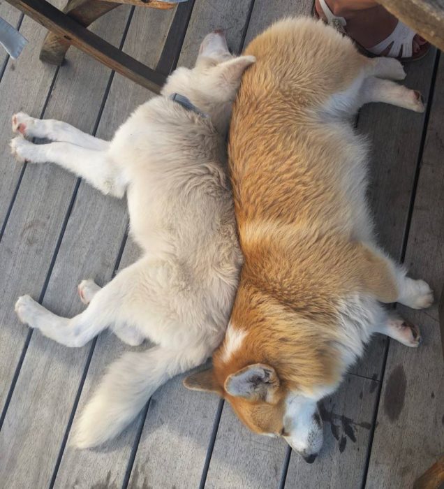 הכלב אוגוסט