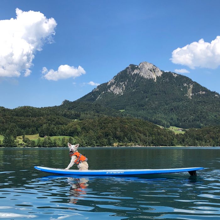 הכלב אוגוסט
