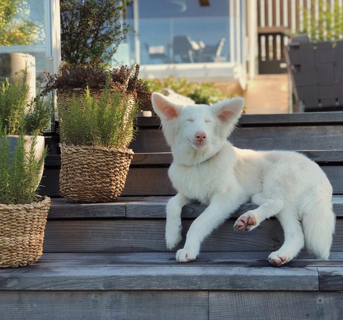 הכלב אוגוסט