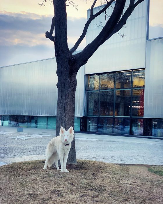 הכלב אוגוסט