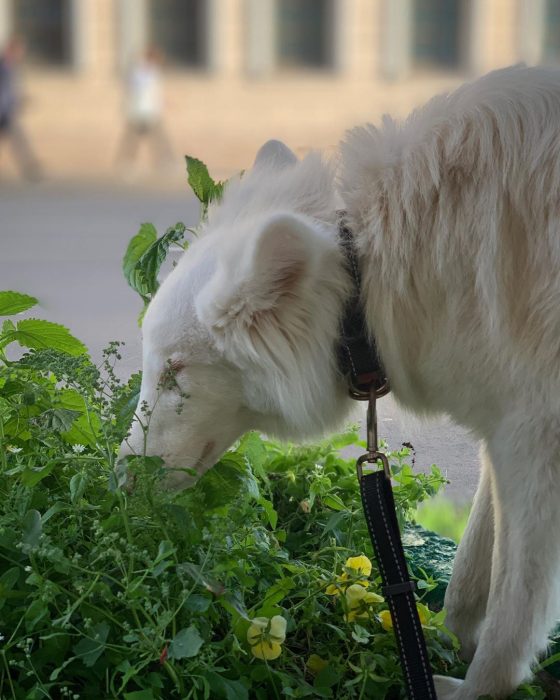 הכלב אוגוסט