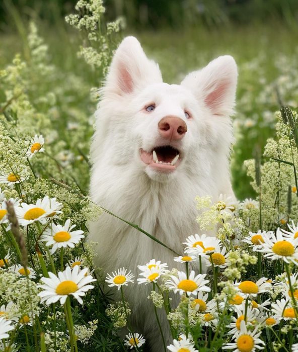 הכלב אוגוסט