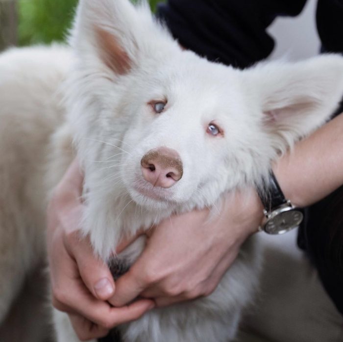 הכלב אוגוסט