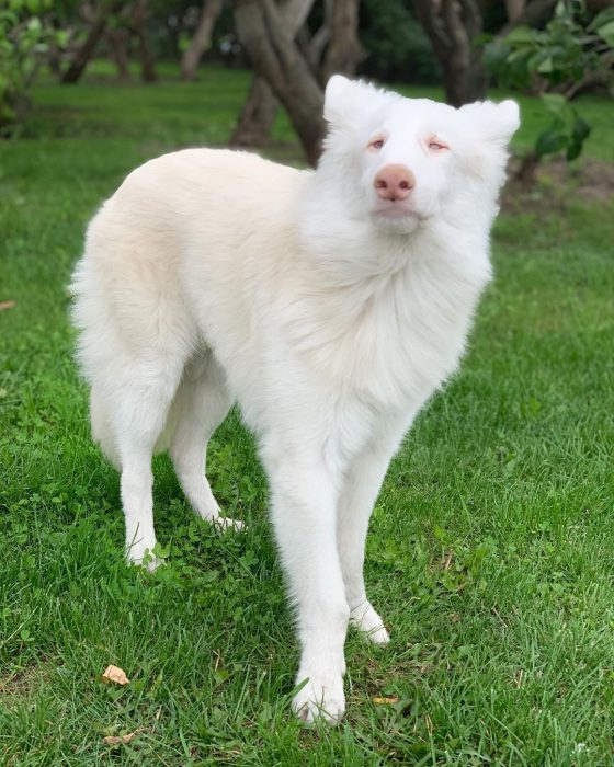 הכלב אוגוסט