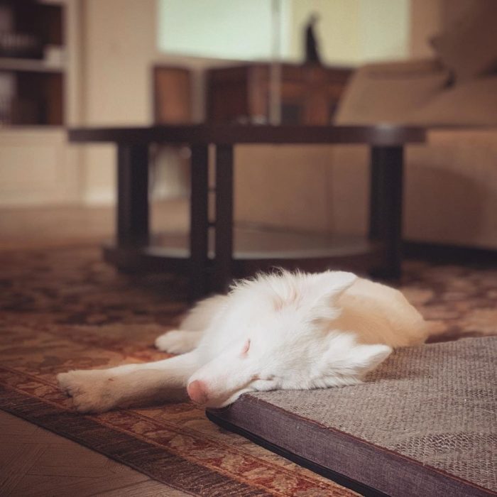 הכלב אוגוסט