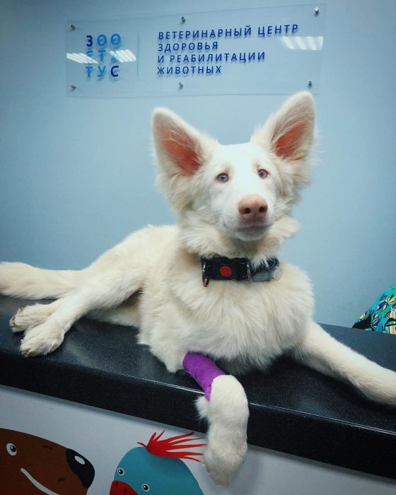 הכלב אוגוסט