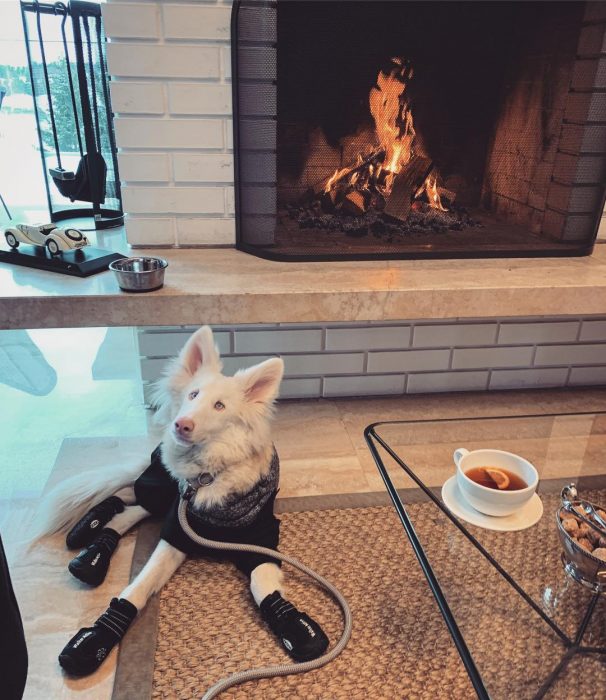 הכלב אוגוסט