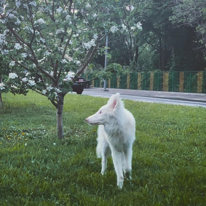 הכלב אוגוסט