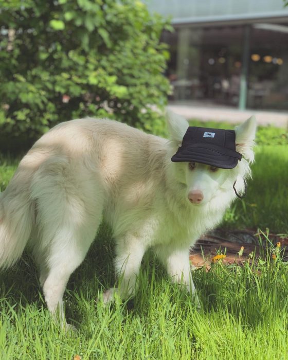 הכלב אוגוסט