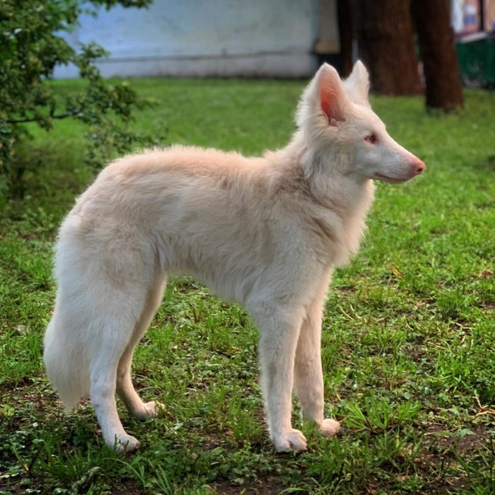 הכלב אוגוסט