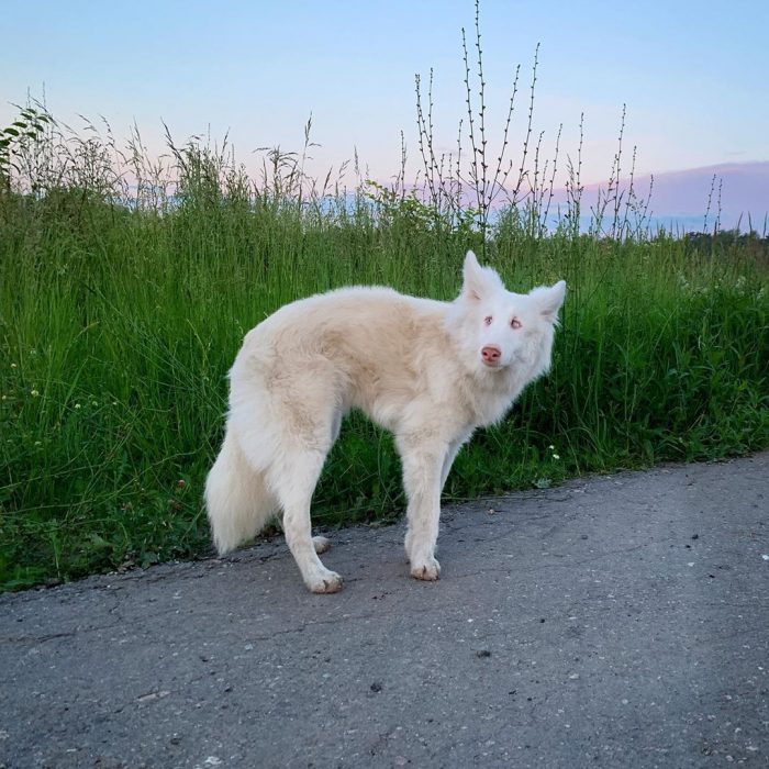 הכלב אוגוסט