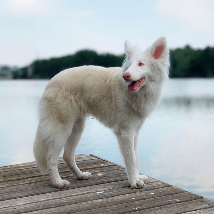 הכלב אוגוסט