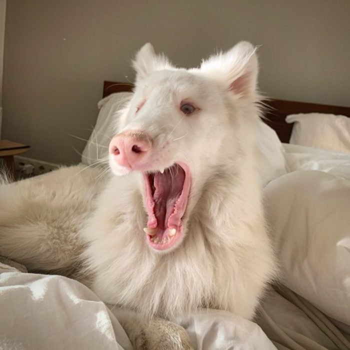 הכלב אוגוסט