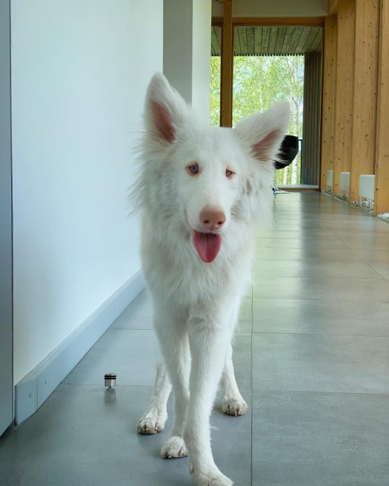 הכלב אוגוסט