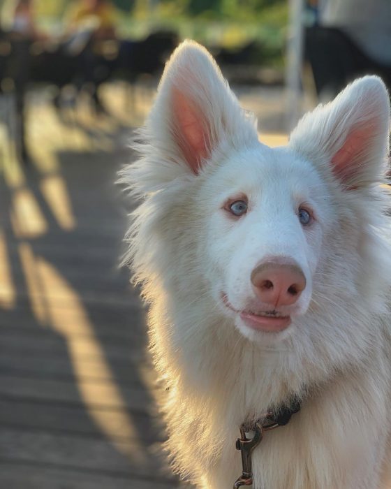 הכלב אוגוסט