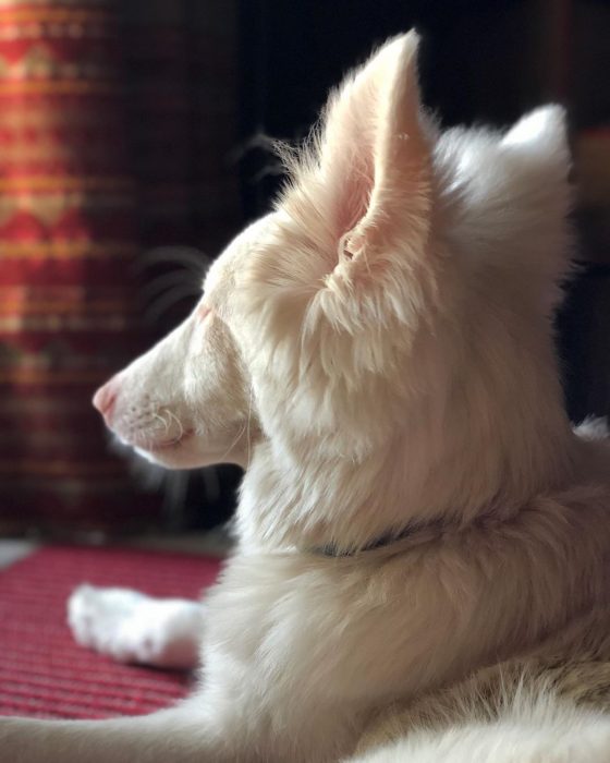 הכלב אוגוסט