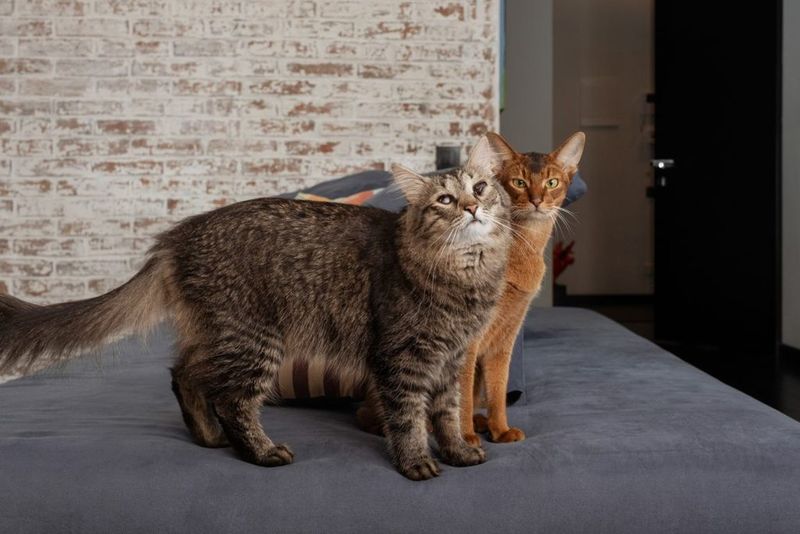 שני חתולי אינסטגרם: סאניה החצופה וגושה העיוורת