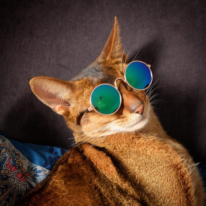 סאניה החתולה