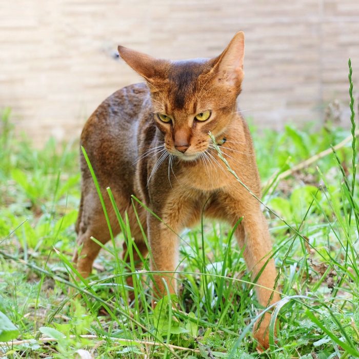 סאניה החתולה