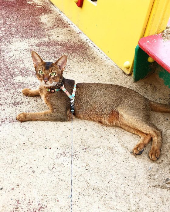 סאניה החתולה