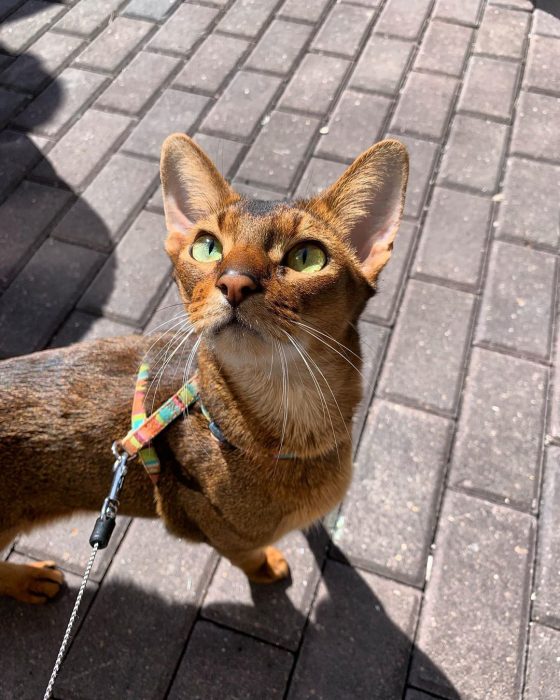 סאניה החתולה