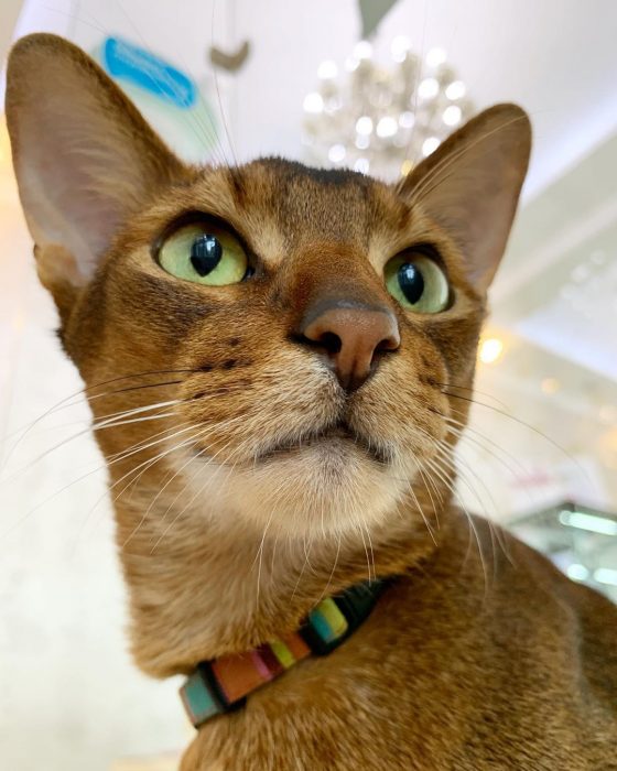 סאניה החתולה