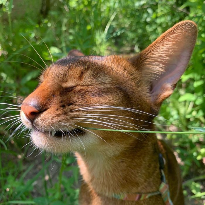 סאניה החתולה