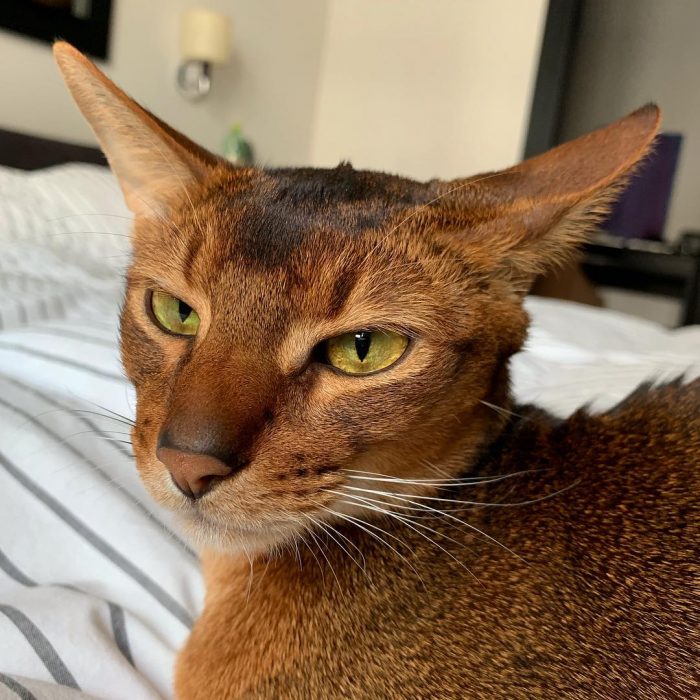 סאניה החתולה