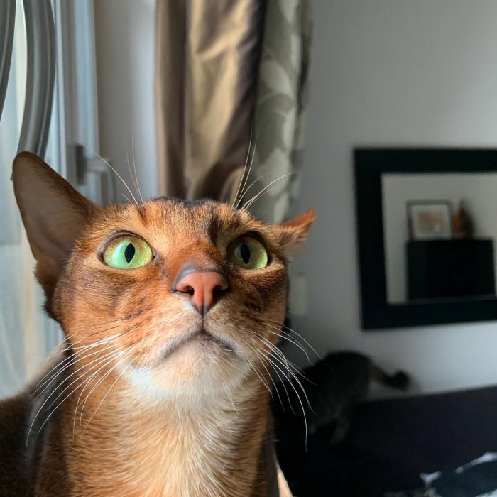 סאניה החתולה