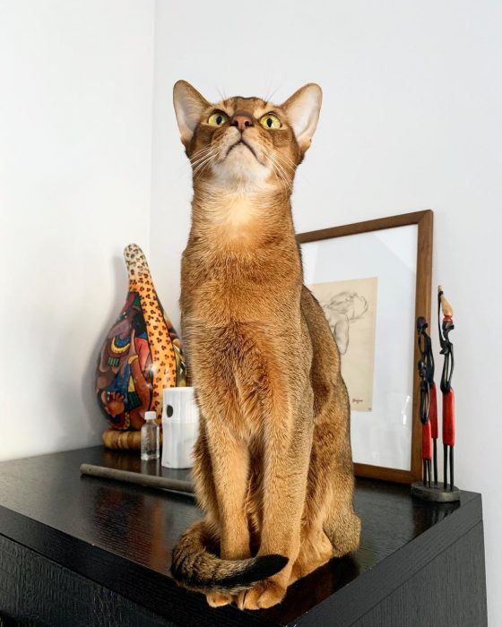 סאניה החתולה