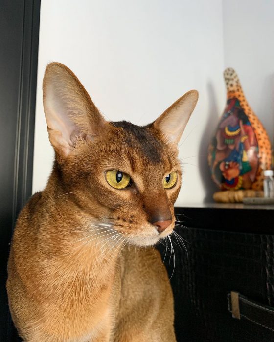 סאניה החתולה