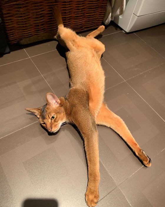 סאניה החתולה