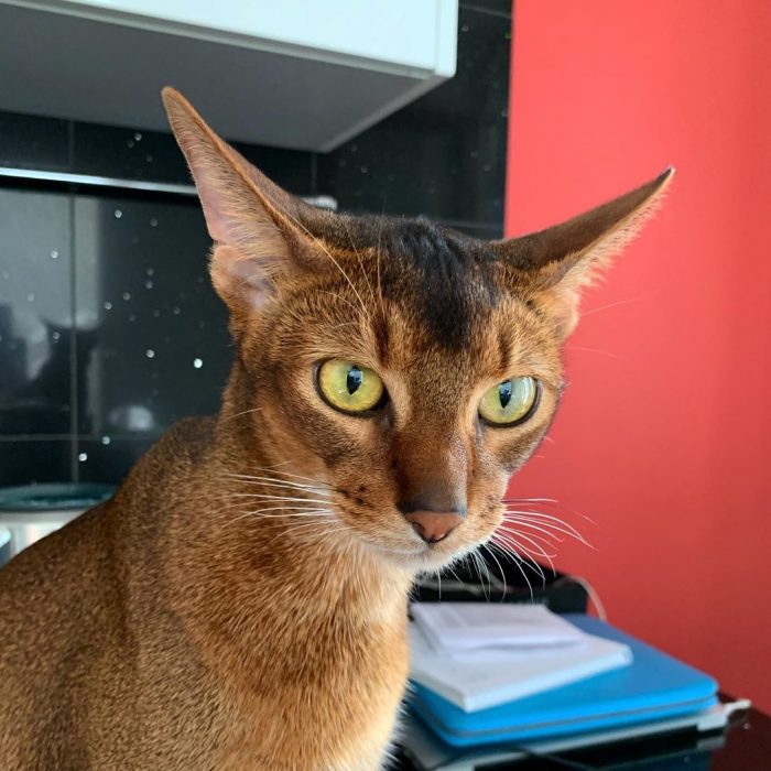 סאניה החתולה