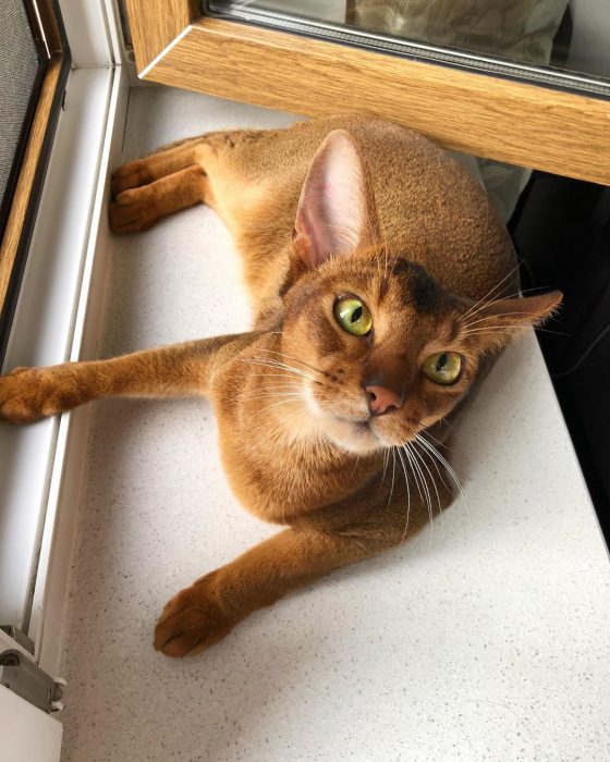 סאניה החתולה