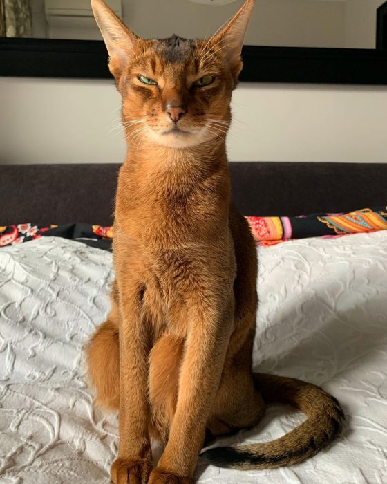 סאניה החתולה