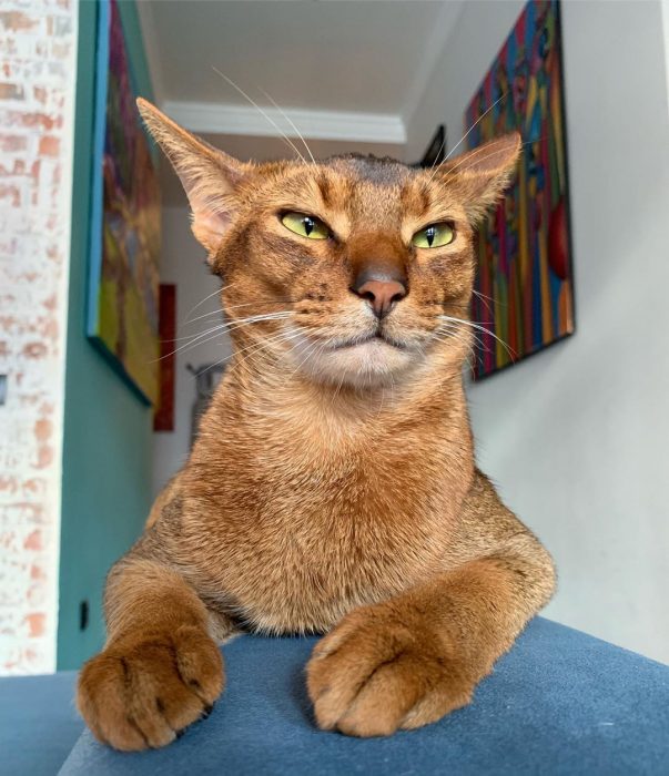 סאניה החתולה