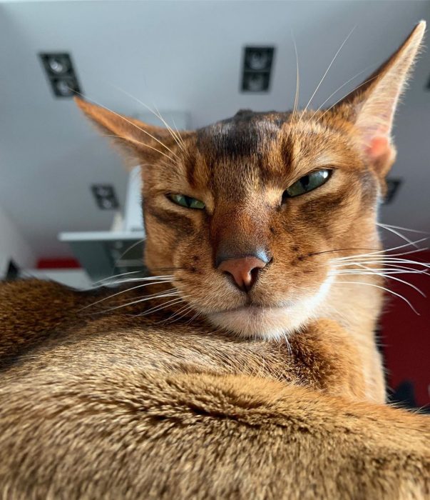 סאניה החתולה