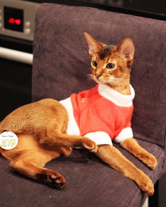 סאניה החתולה