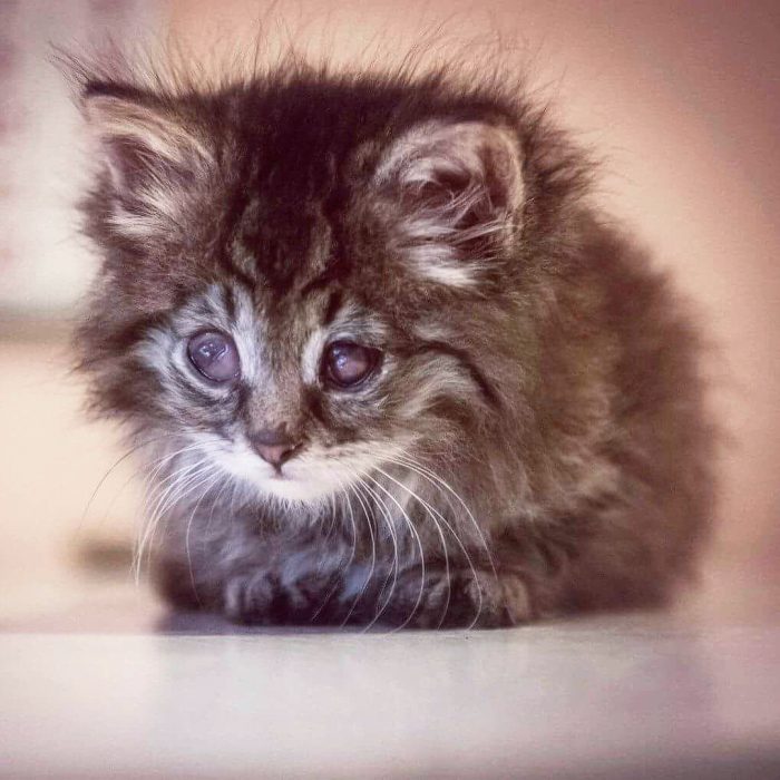 חתלתול גושה