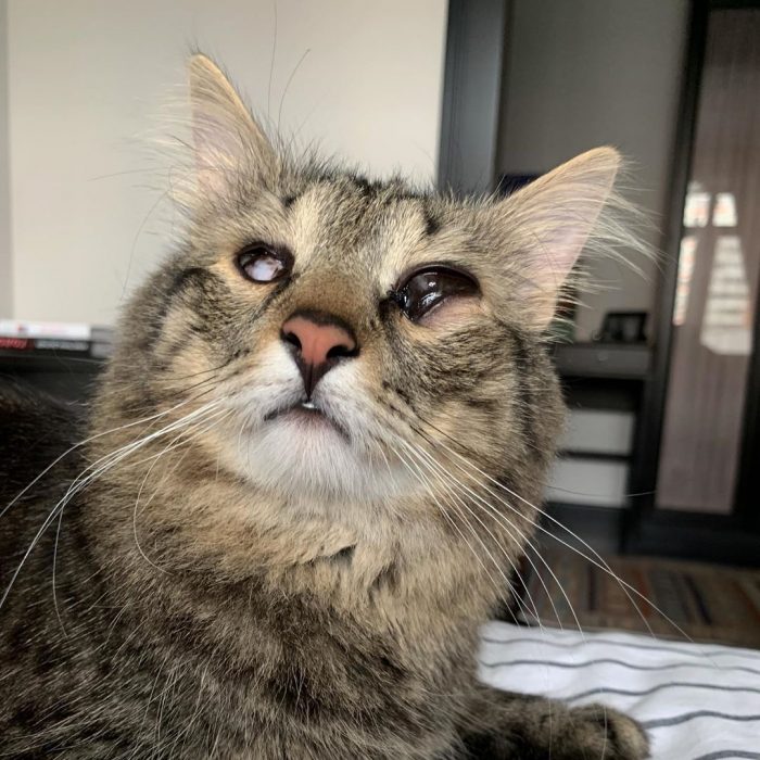 חתלתול גושה