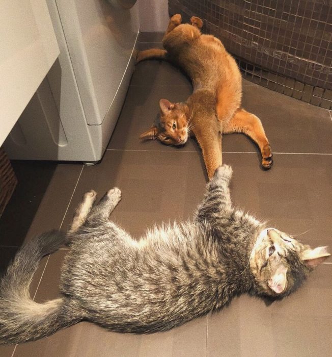 גושה החתול וסניה