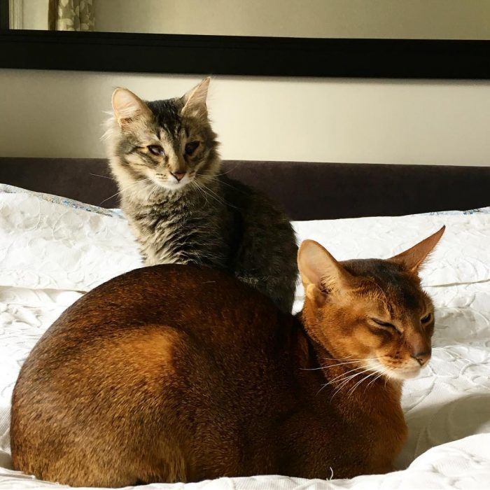 גושה החתול וסניה