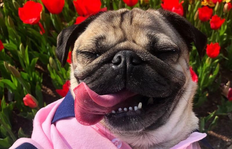 דאג הפאג: הכלב הכי פופולרי באינסטגרם