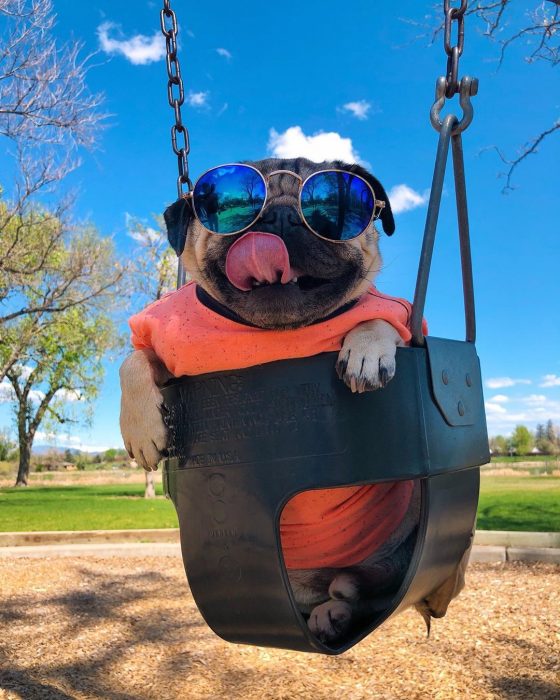 פאג בשם דאג