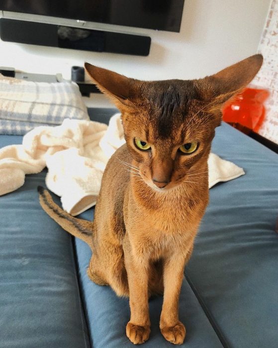 סאניה החתולה