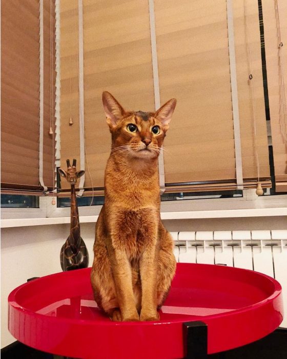 סאניה החתולה