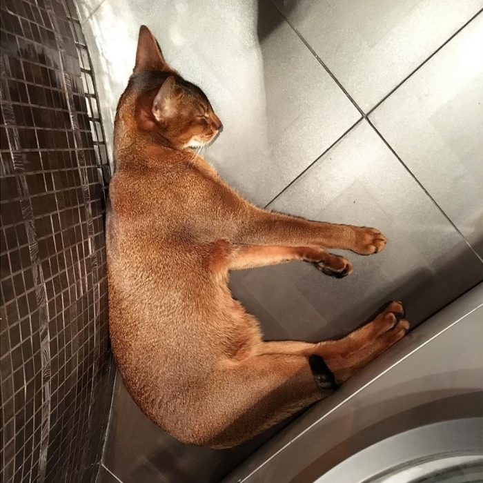 סאניה החתולה