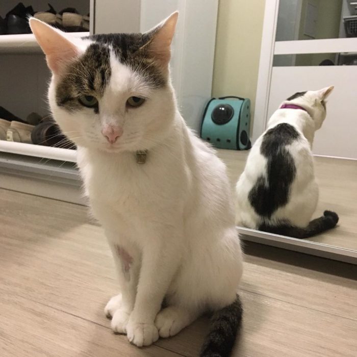 קוטיארה ברגובוי